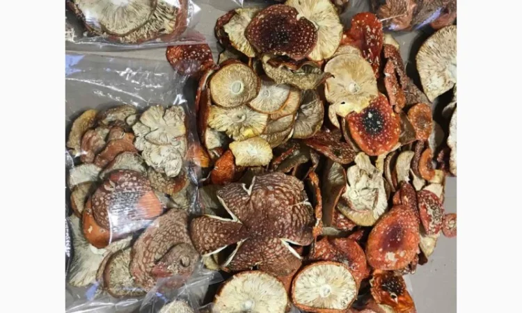 Продам Мухомор Червоний - 2024 - фото № 1