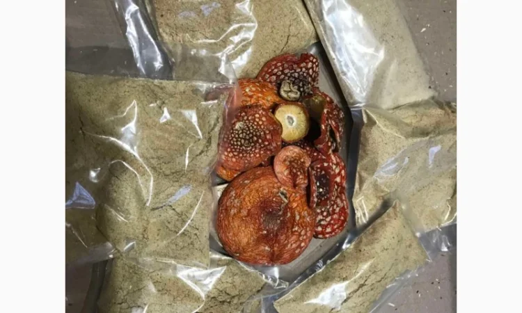 Продам Мухомор Червоний - 2024 - фото № 2