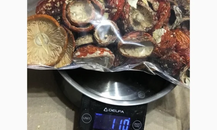 Продам Мухомор Червоний - 2024 - фото № 3