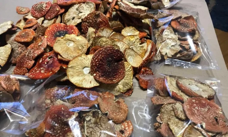 Продам Мухомор Червоний - 2024 - фото № 4