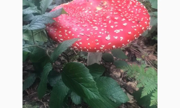 Продам Мухомор Червоний - 2024 - фото № 5