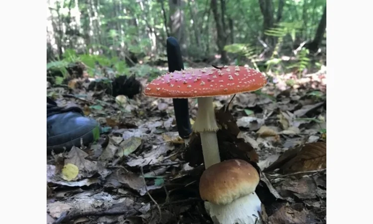 Продам Мухомор Червоний - 2024 - фото № 6