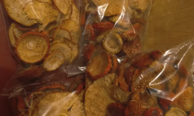 Мухоморы сухие 2024 - фото № 1