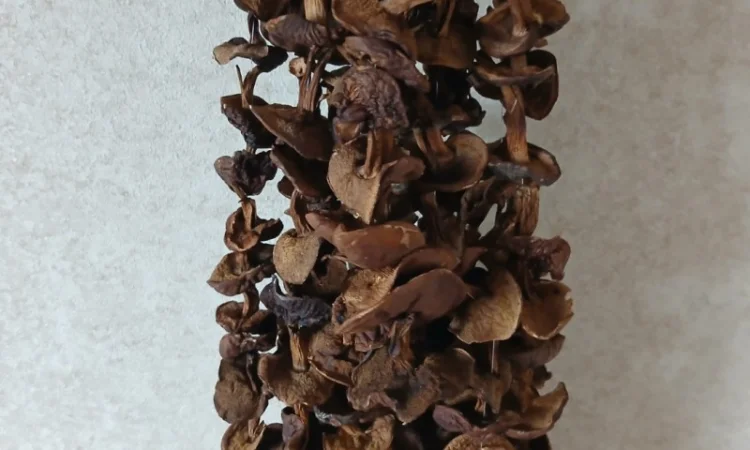 Продам сухі білі гриби жовті, сухі гриби польські - фото № 2