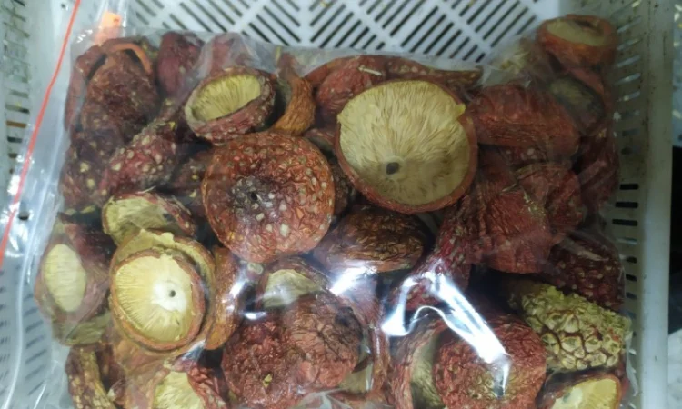 Мухомор Червоний збір вересень-жовтень 2024 року - фото № 1