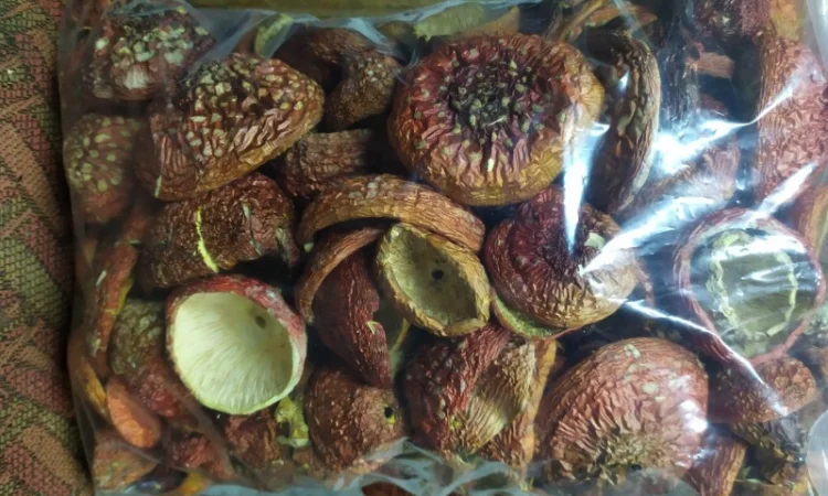 Мухомор Червоний збір вересень-жовтень 2024 року - фото № 2