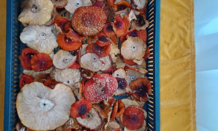 Продажа красного мухомора с акцией - фото № 2