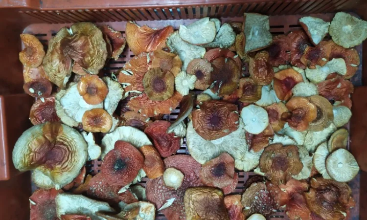 Мухомор Червоний сушений з акцією 10% на мелений - фото № 4