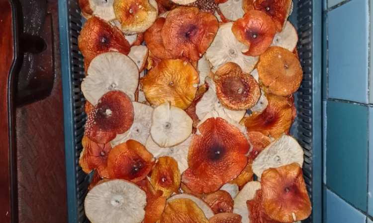 Мухомор Червоний сушений з акцією 10% на мелений - фото № 5