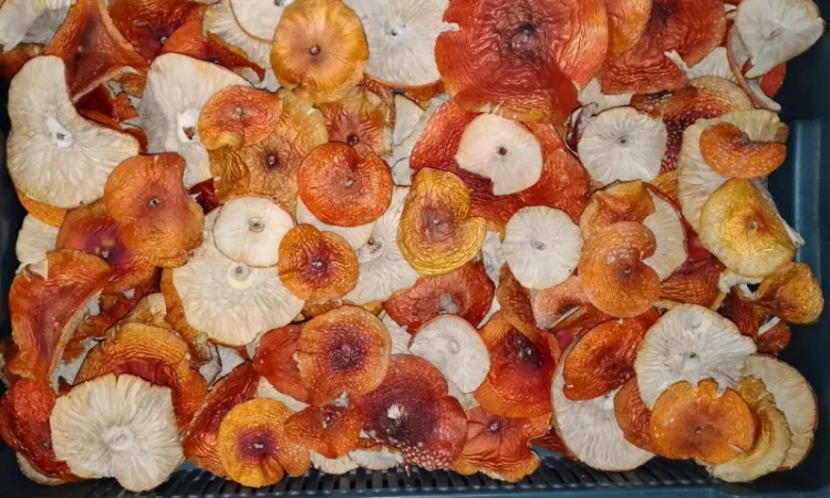 Мухомор Червоний сушений з акцією 10% на мелений - фото № 6