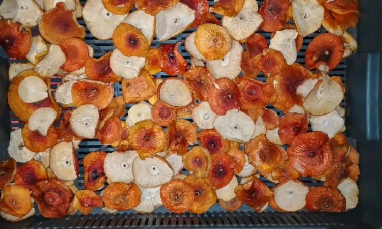 Мухомор Червоний сушений з акцією 10% на мелений - фото № 7