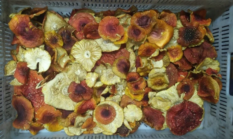 Мухомор Червоний сушений з акцією 10% на мелений - фото № 3