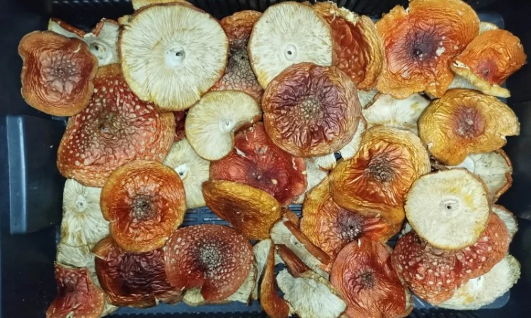 Продаж сушеного та молотого червоного мухомора - фото № 1