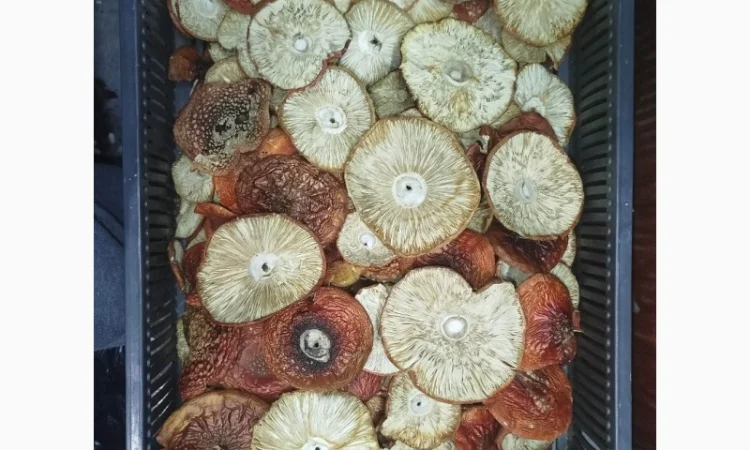 Продаж сушеного та молотого червоного мухомора - фото № 3