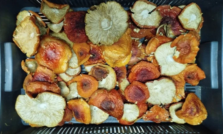 Продаж сушеного та молотого червоного мухомора - фото № 4