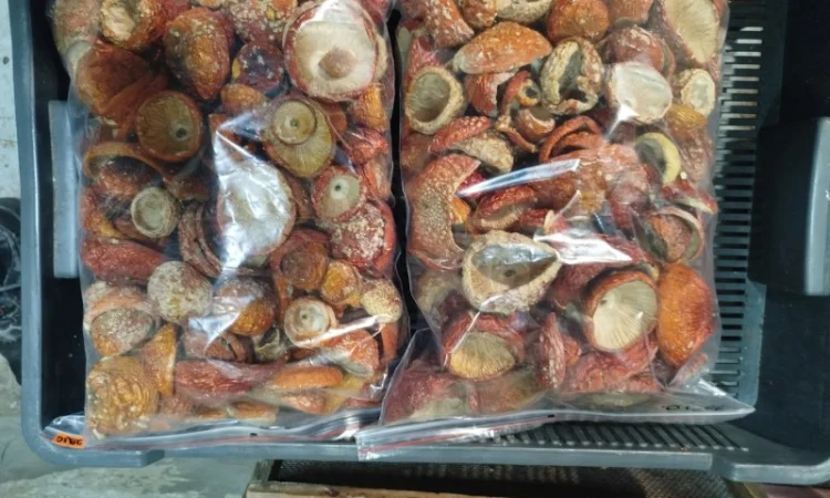 Продаж сушеного та молотого червоного мухомора - фото № 8