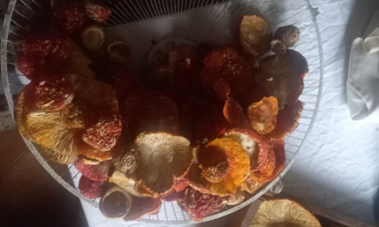 Продам Шляпки Мухомора врожай 2024 1 кг першого сорту 3700 - фото № 1