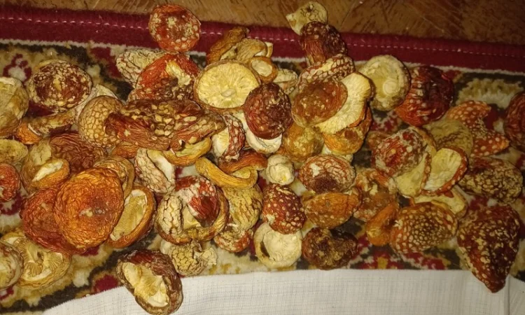 Продам Шляпки Мухомора врожай 2024 1 кг першого сорту 3700 - фото № 2