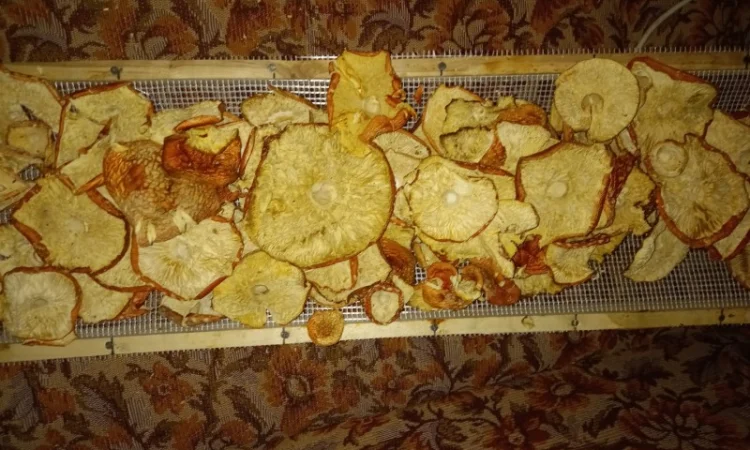 Продам Шляпки Мухомора врожай 2024 1 кг першого сорту 3700 - фото № 3