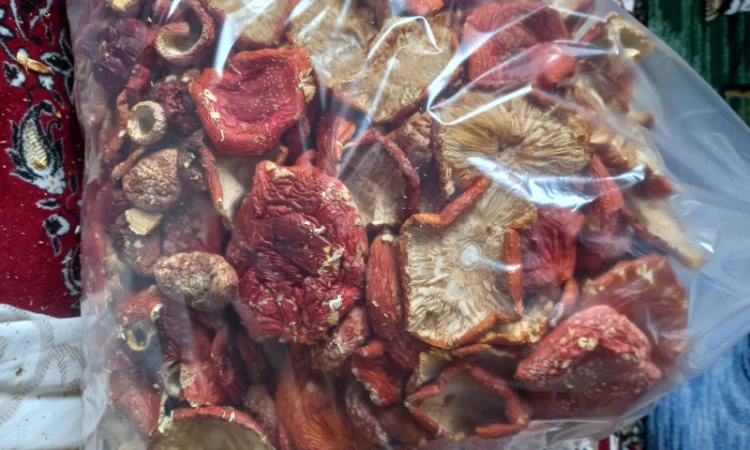 Продается шляпки мухомора урожай 2025, 1 кг первого сорта за 2000 рублей - фото № 2