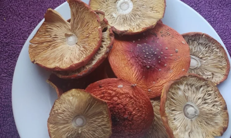 Мухомор сушений, розкриті шляпки (1 сорт) - фото № 3