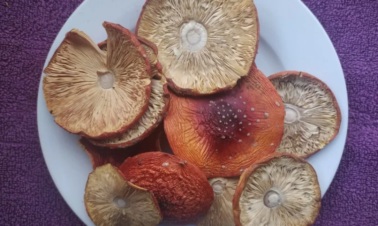 Мухомор сушений, розкриті шляпки (1 сорт) - фото № 4