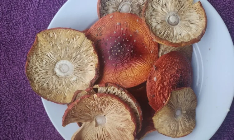 Мухомор сушений, розкриті шляпки (1 сорт) - фото № 2