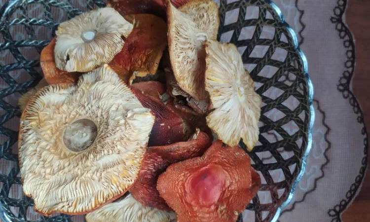 Червоний мухомор 1 сорт (шляпки) - фото № 1