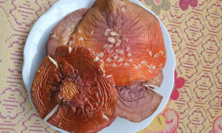 Продам шляпки червоного мухомора - фото № 2