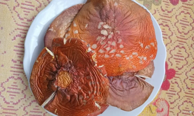 Продам шляпки червоного мухомора - фото № 3