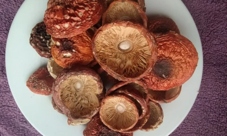 Шляпки червоного мухомора 1 сорт (не розкриті) - фото № 1