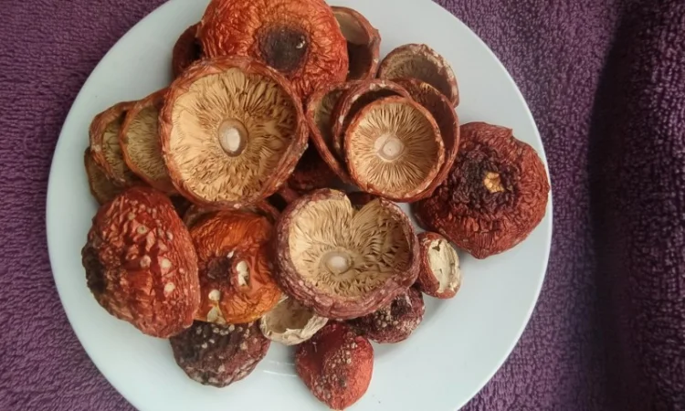 Шляпки червоного мухомора 1 сорт (не розкриті) - фото № 2