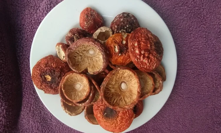 Шляпки червоного мухомора 1 сорт (не розкриті) - фото № 4