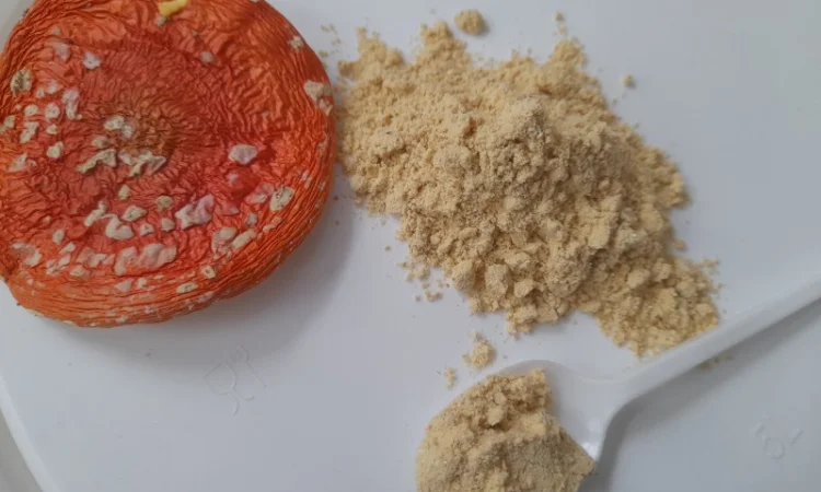 Порошок червоного мухомора - фото № 1