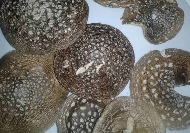 Мухомор пантерний - фото № 1