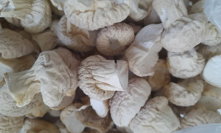 Продажа дощовика сушений - фото № 1