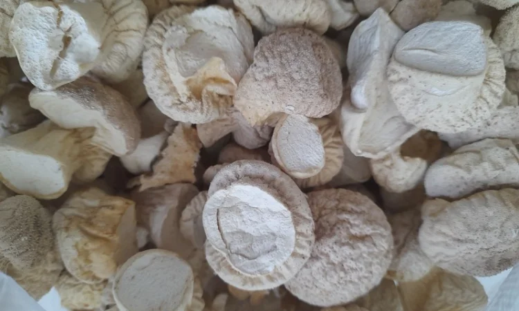 Продажа дощовика сушений - фото № 2