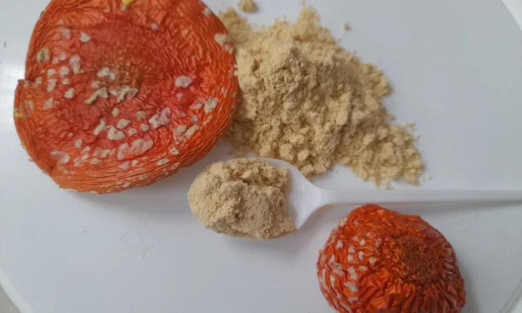 Продажа мухомора червоного меленного - фото № 1