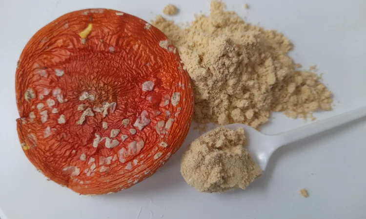 Продажа мухомора червоного меленного - фото № 2