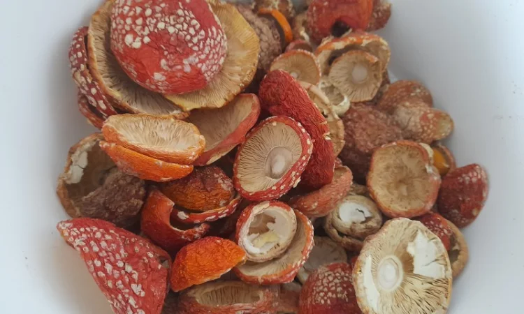 Нерозкриті шапочки червоного мухомора на продаж - фото № 1