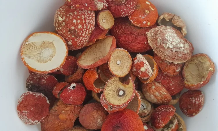 Нерозкриті шапочки червоного мухомора на продаж - фото № 2