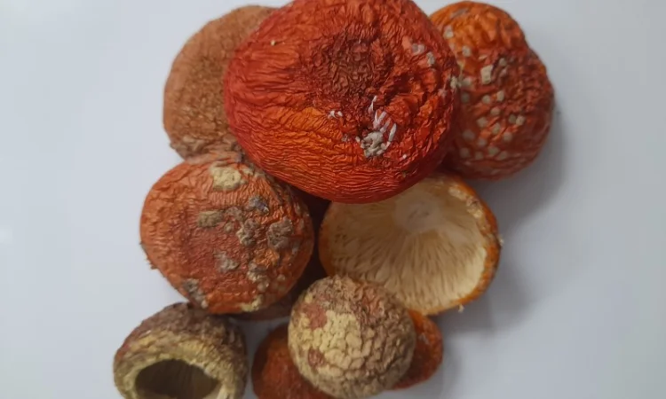 Нерозкриті шапочки червоного мухомора на продаж - фото № 3