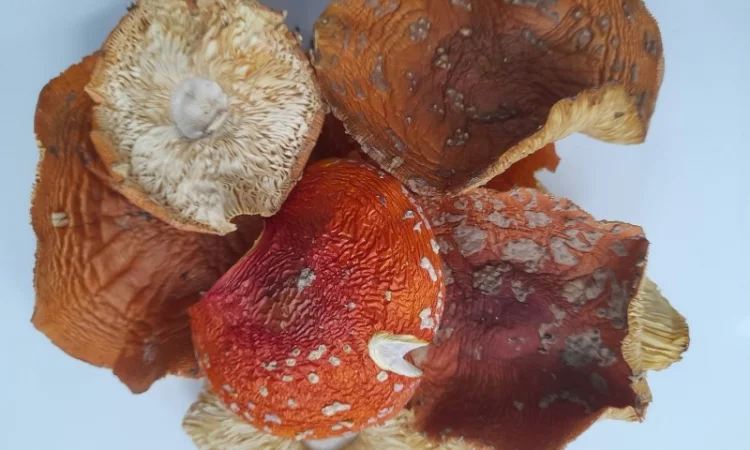 Мухомор червоний іншого сорту на продаж - фото № 1