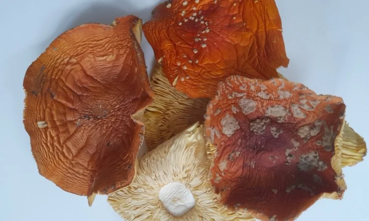 Мухомор червоний іншого сорту на продаж - фото № 2