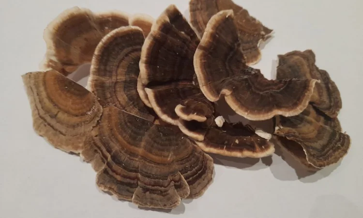 Траметіс різнокольоровий на продаж - фото № 1