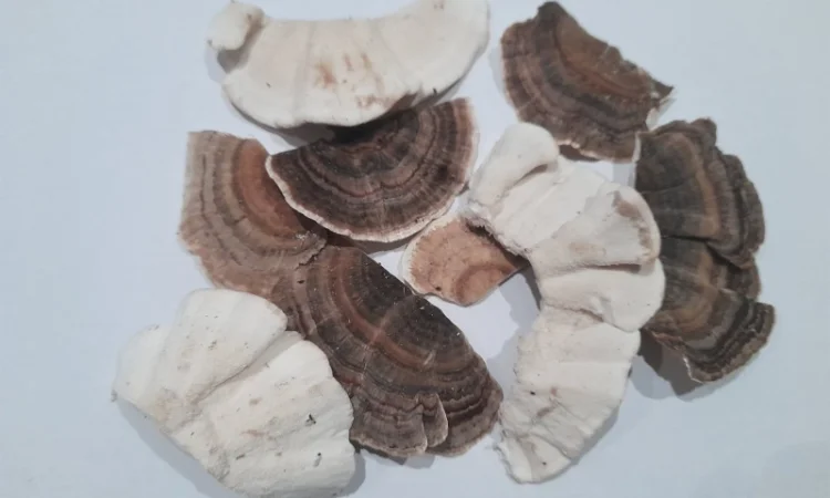 Траметіс різнокольоровий на продаж - фото № 2