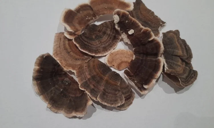 Траметіс різнокольоровий на продаж - фото № 3