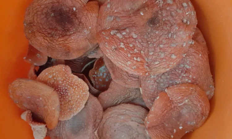 Мухомор червоний сушений першого сорту - фото № 1