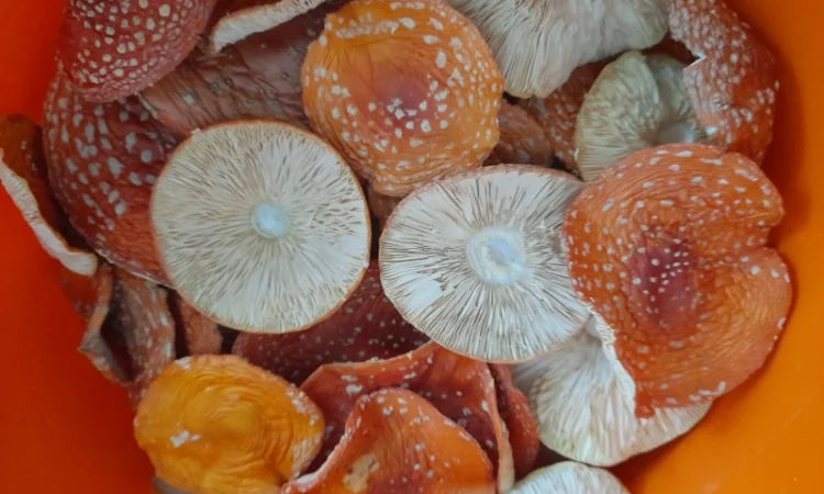 Мухомор червоний сушений першого сорту - фото № 2