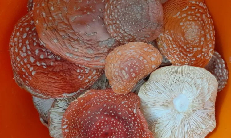 Мухомор червоний сушений першого сорту - фото № 3